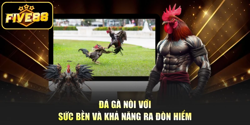 Đá gà nòi với sức bền và khả năng ra đòn hiểm